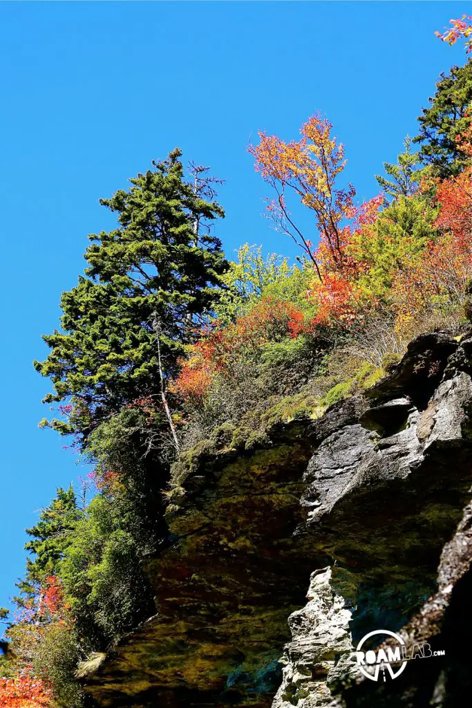 Trees grow along the Alum Bluff above the Alum Cave Trail in the Great Smoky Mountains National Park.