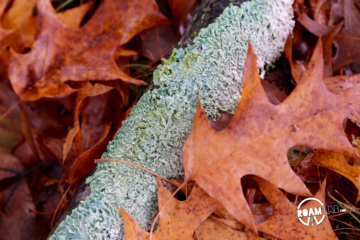 Fall leaves and a log covered in lichen