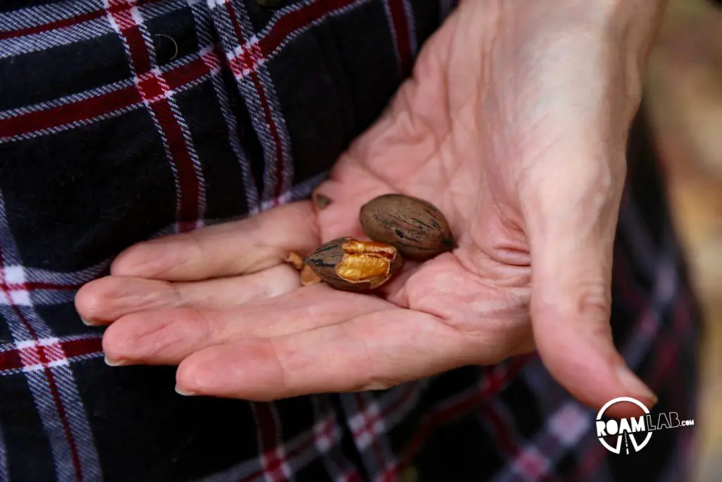 I had never had a fresh pecan before, but they were just lying on the ground for the taking.  It was almost as if pecans grew on trees!
