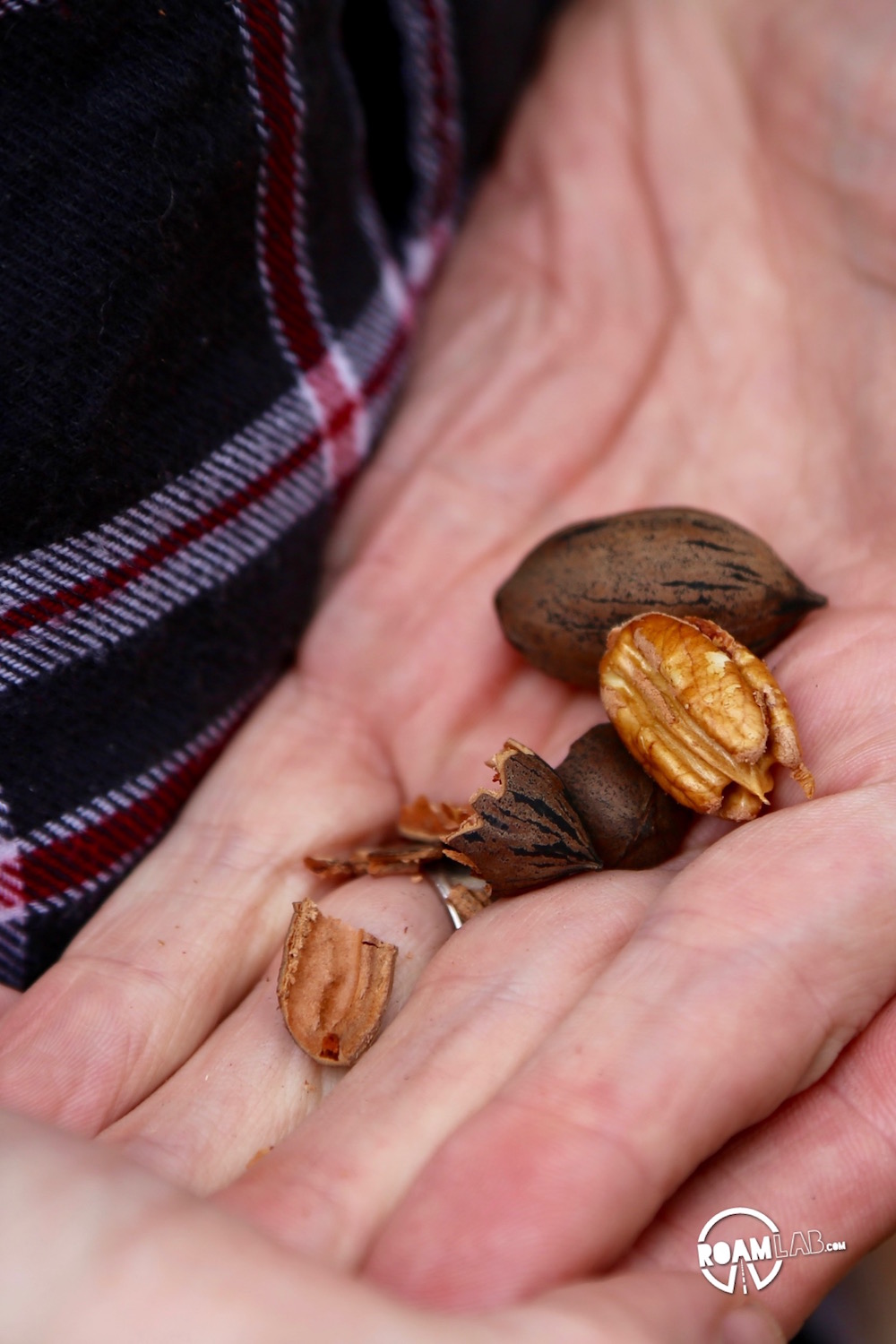 I had never had a fresh pecan before, but they were just lying on the ground for the taking. It was almost as if pecans grew on trees!
