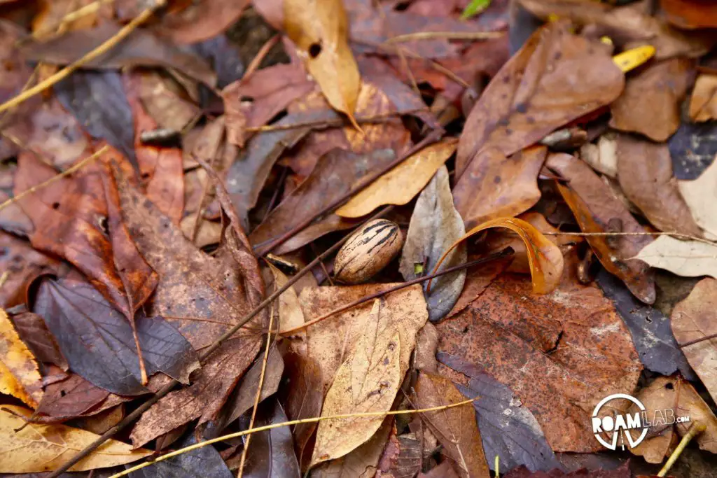 I had never had a fresh pecan before, but they were just lying on the ground for the taking. It was almost as if pecans grew on trees!