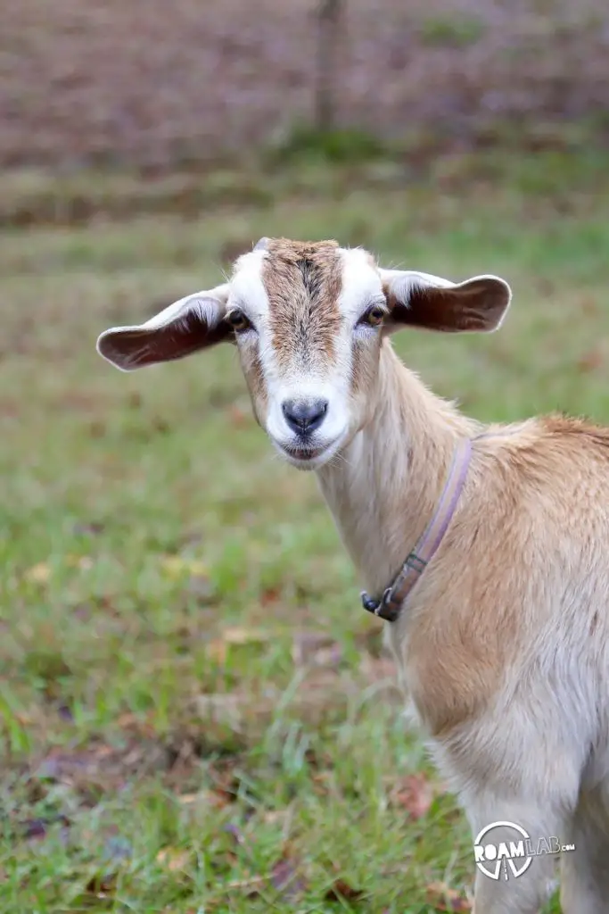 Nothing is safe when a roving gang of goats blocks to road and wants the shirt of your back.  Seriously, these guys will eat anything.