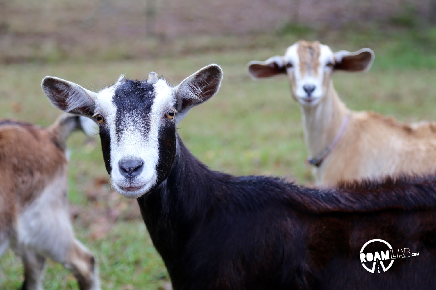 Nothing is safe when a roving gang of goats blocks to road and wants the shirt of your back. Seriously, these guys will eat anything.