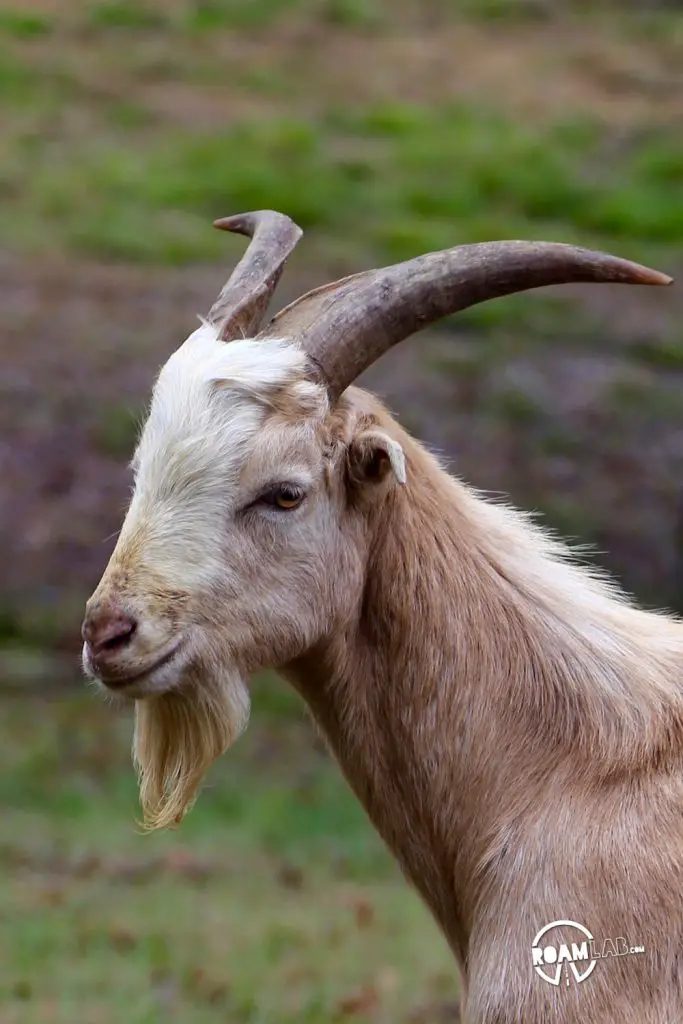 Nothing is safe when a roving gang of goats blocks to road and wants the shirt of your back.  Seriously, these guys will eat anything.