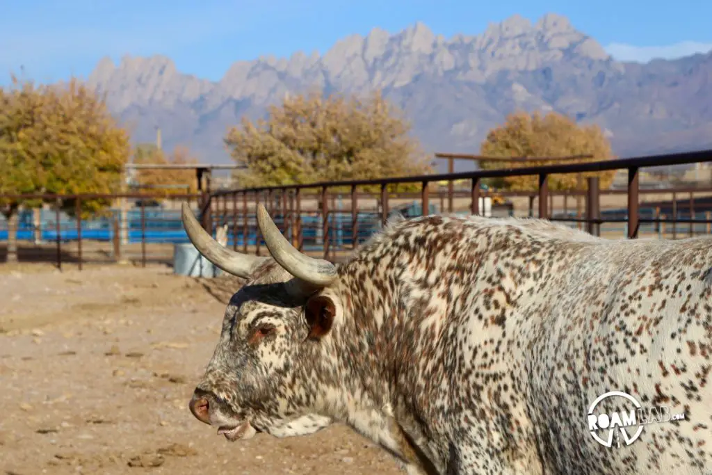 Will zipping through New Mexico, we took a detour to visit the This long horn bull is one of many notable varieties housed at the New Mexico Farm and Ranch Heritage Museum where we enjoyed displays on the history of farming as were as a large collection of livestock.