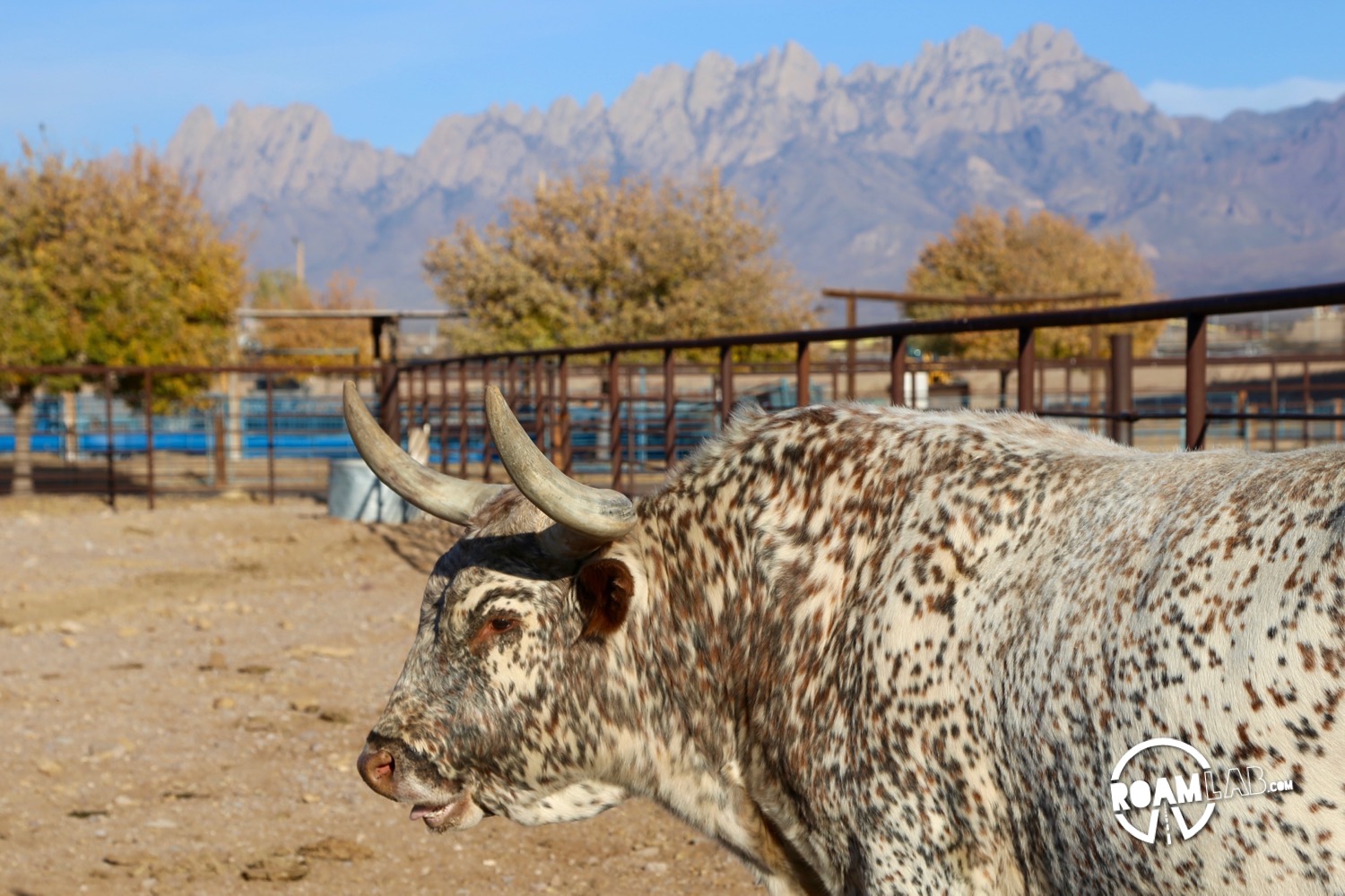 Will zipping through New Mexico, we took a detour to visit the This long horn bull is one of many notable varieties housed at the New Mexico Farm and Ranch Heritage Museum where we enjoyed displays on the history of farming as were as a large collection of livestock.