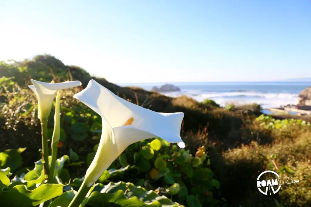 Sutro is a name that can be found across San Francisco but it is most notable in the sunset district where Ozymandias-like ruins of the mining tycoon are now overwhelmed by the natural beauty of the Pacific Coast.