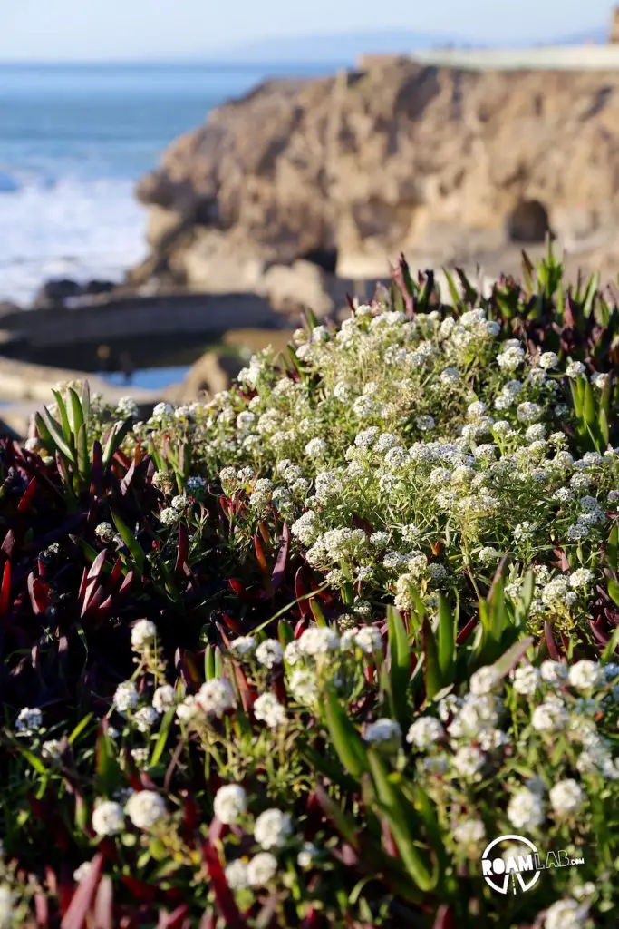 Sutro is a name that can be found across San Francisco but it is most notable in the sunset district where Ozymandias-like ruins of the mining tycoon are now overwhelmed by the natural beauty of the Pacific Coast.