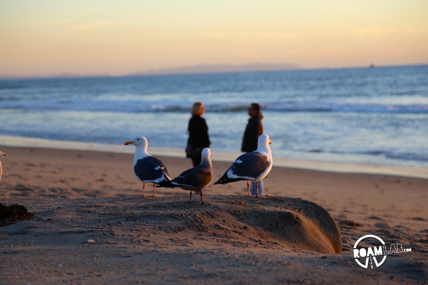 In which we kill time chasing sea gulls and photographing seashells at Dockweiler State Beach.