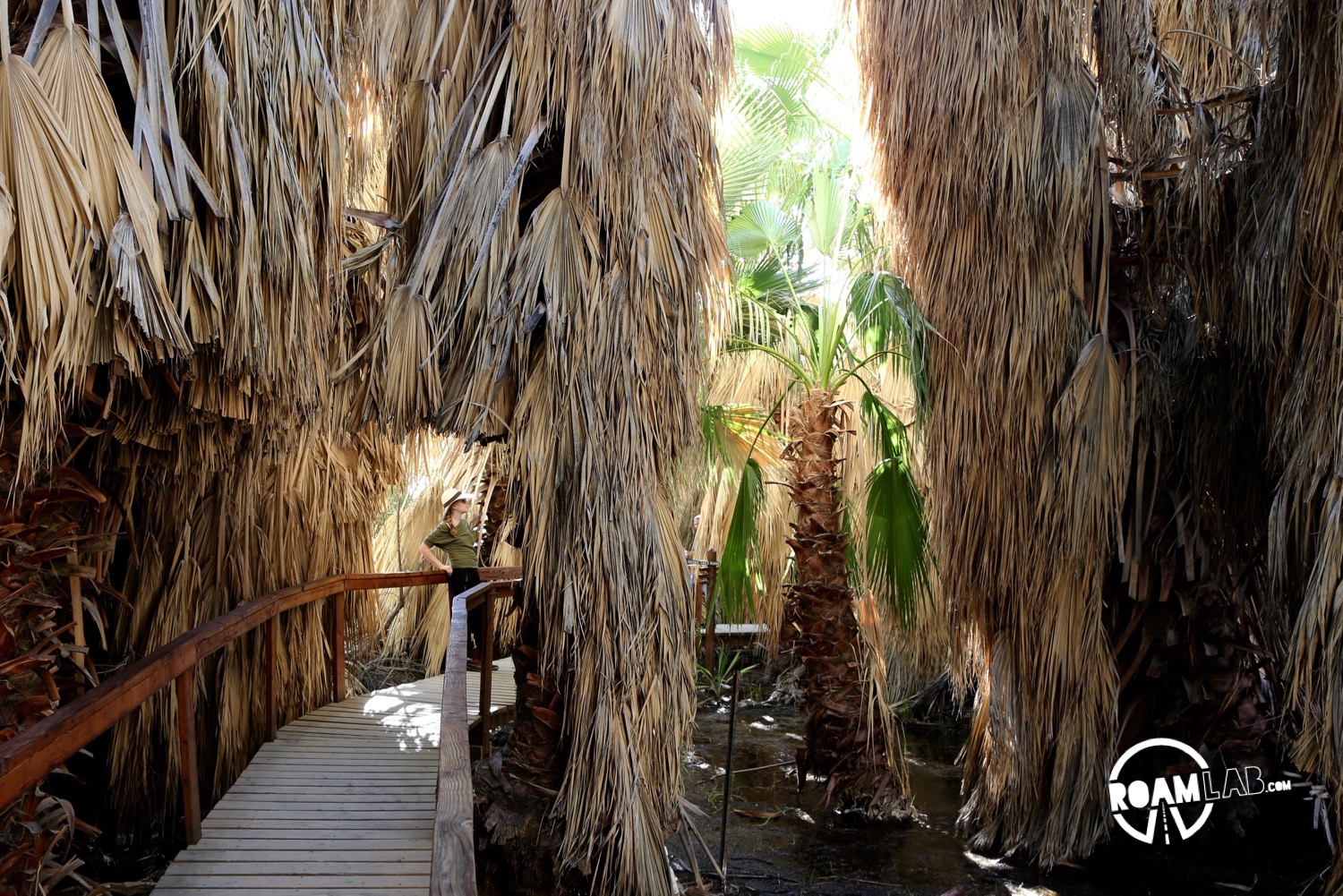 In the middle of the California desert is the Thousand Palms Oasis.