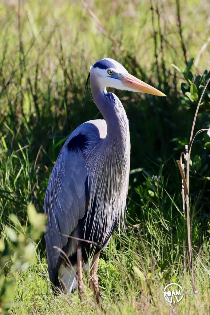 Padre Island is a major birding destination. The island protects a salty, shallow bay, ideal for many birds to rest and eat during their migrations between Mexico and the rest of the USA. The South Padre Island Birding and Nature Center is perfectly located and a mixing of fresh water and salt water. It is a destination for birds of every variety, and those who wish to see them.