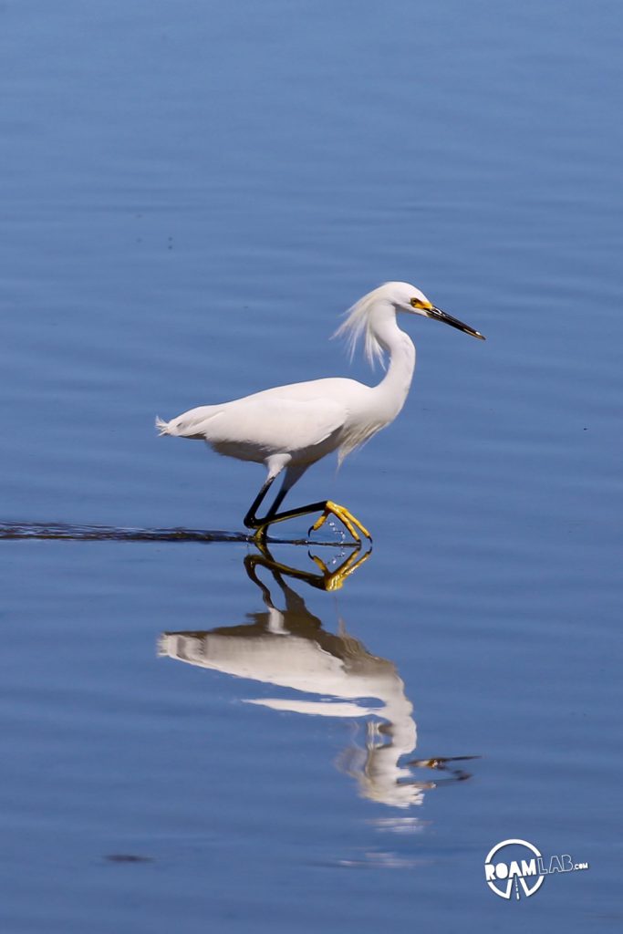 Padre Island is a major birding destination. The island protects a salty, shallow bay, ideal for many birds to rest and eat during their migrations between Mexico and the rest of the USA. The South Padre Island Birding and Nature Center is perfectly located and a mixing of fresh water and salt water. It is a destination for birds of every variety, and those who wish to see them.