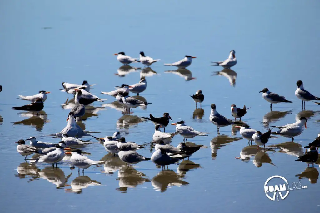 Padre Island is a major birding destination. The island protects a salty, shallow bay, ideal for many birds to rest and eat during their migrations between Mexico and the rest of the USA. The South Padre Island Birding and Nature Center is perfectly located and a mixing of fresh water and salt water. It is a destination for birds of every variety, and those who wish to see them.