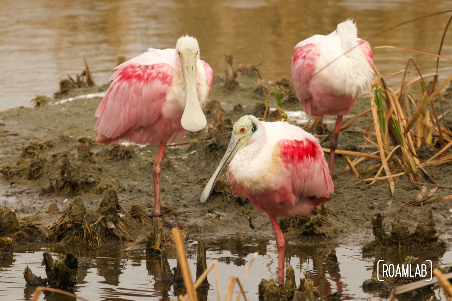 Roseate spoonbill (Platalea ajaja) congregatnig on a patch of mud at the South Padre Island Birding and Nature Center