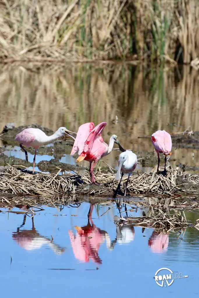 Padre Island is a major birding destination. The island protects a salty, shallow bay, ideal for many birds to rest and eat during their migrations between Mexico and the rest of the USA. The South Padre Island Birding and Nature Center is perfectly located and a mixing of fresh water and salt water. It is a destination for birds of every variety, and those who wish to see them.