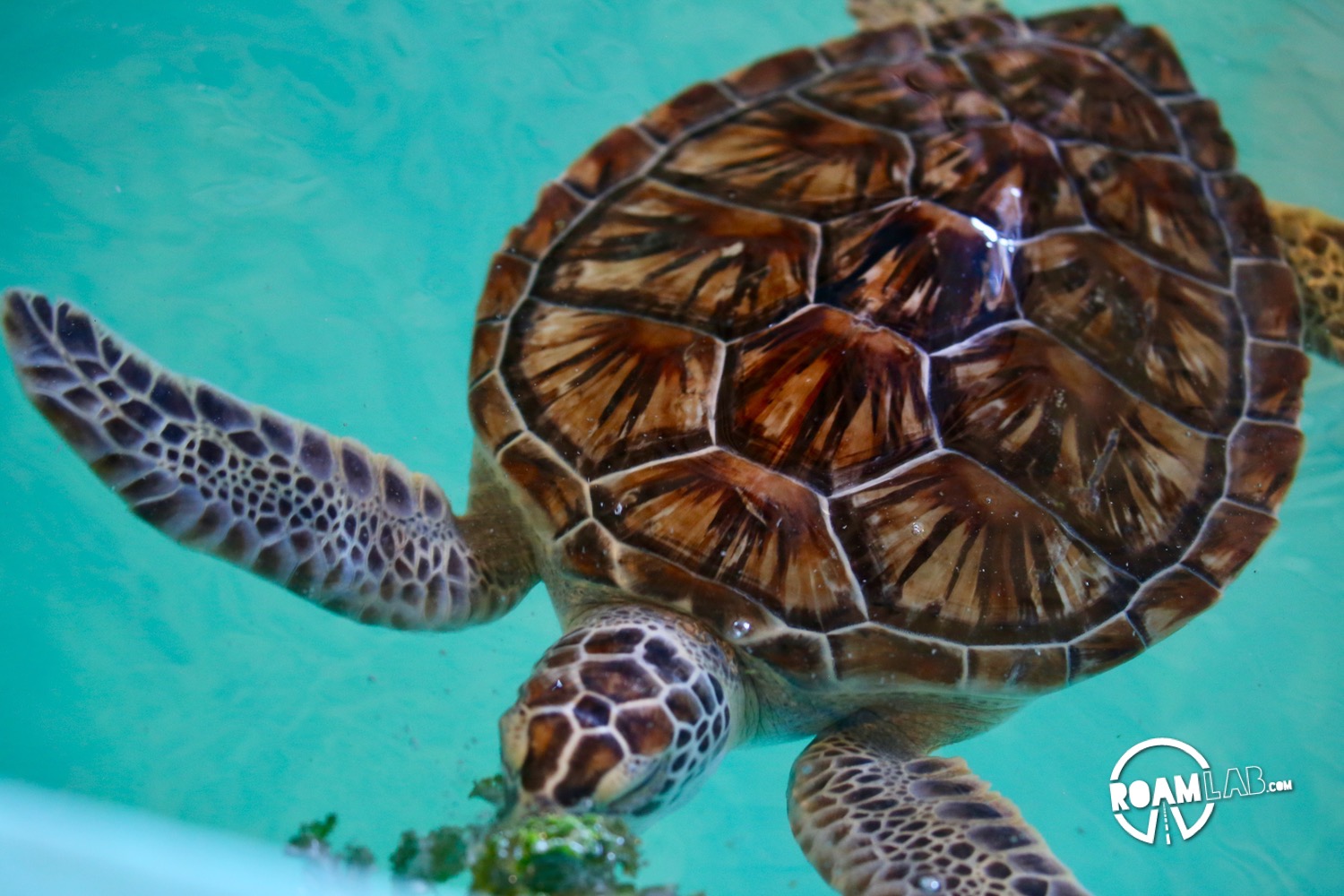 Sea Turtles Inc. originates with Ila Fox Loetscher, the "Turtle Lady of South Padre."