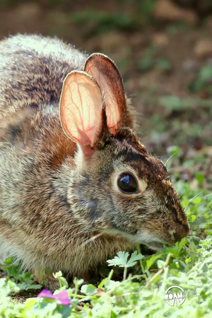 We spotted a wild cottontail rabbit!