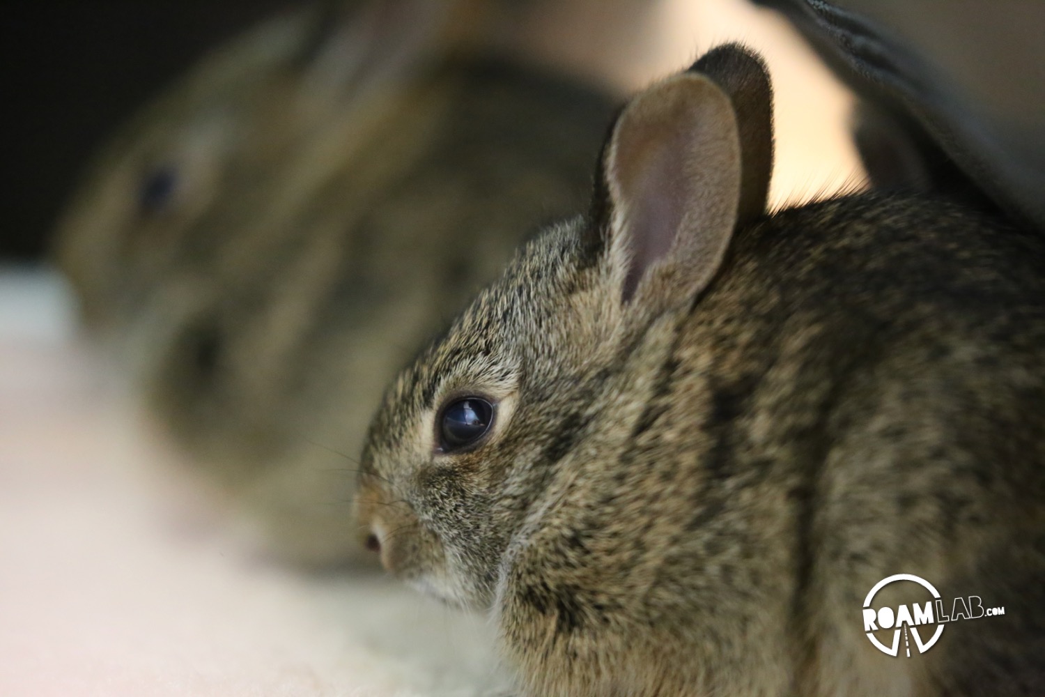 Baby Bunnies Best Left in Nest - Veterinary Medicine at Illinois