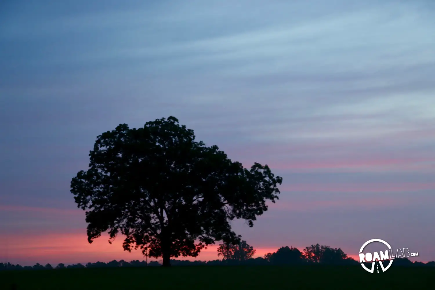Lone tree backlit by a blue and purple sunset