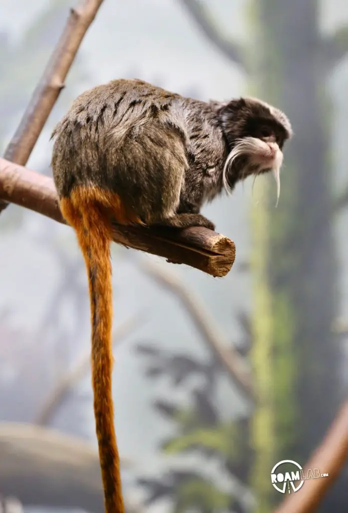 Como Park Zoo & Conservatory hosts a breathtaking collection of plants and animals from around the world, located in Saint Paul, Minnesota.