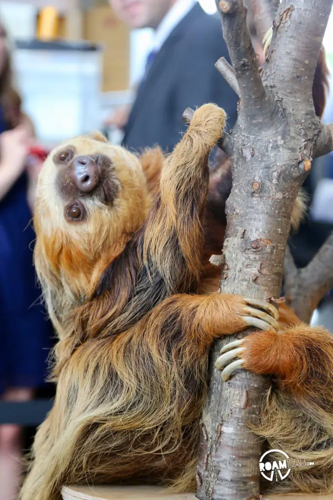 Como Park Zoo & Conservatory hosts a breathtaking collection of plants and animals from around the world, located in Saint Paul, Minnesota.