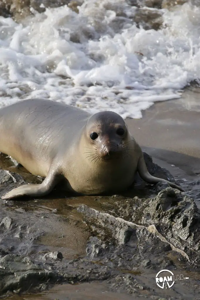 Adolescent on a small side beach of Piedras Blancas Friends of the Elephant Seal.