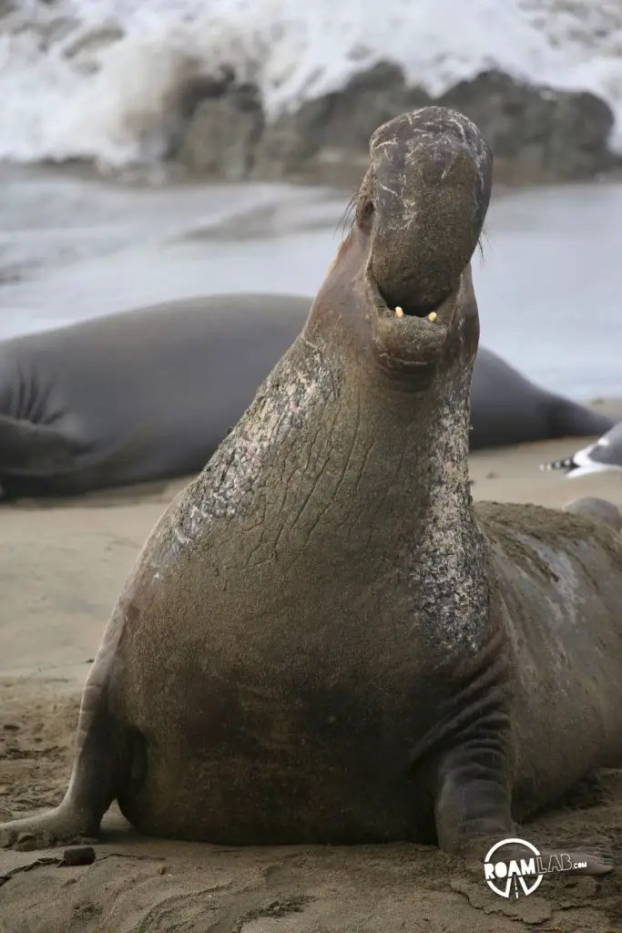 A male elephant seal demonstrates his dominance. It is a challenge to any encroaching males.