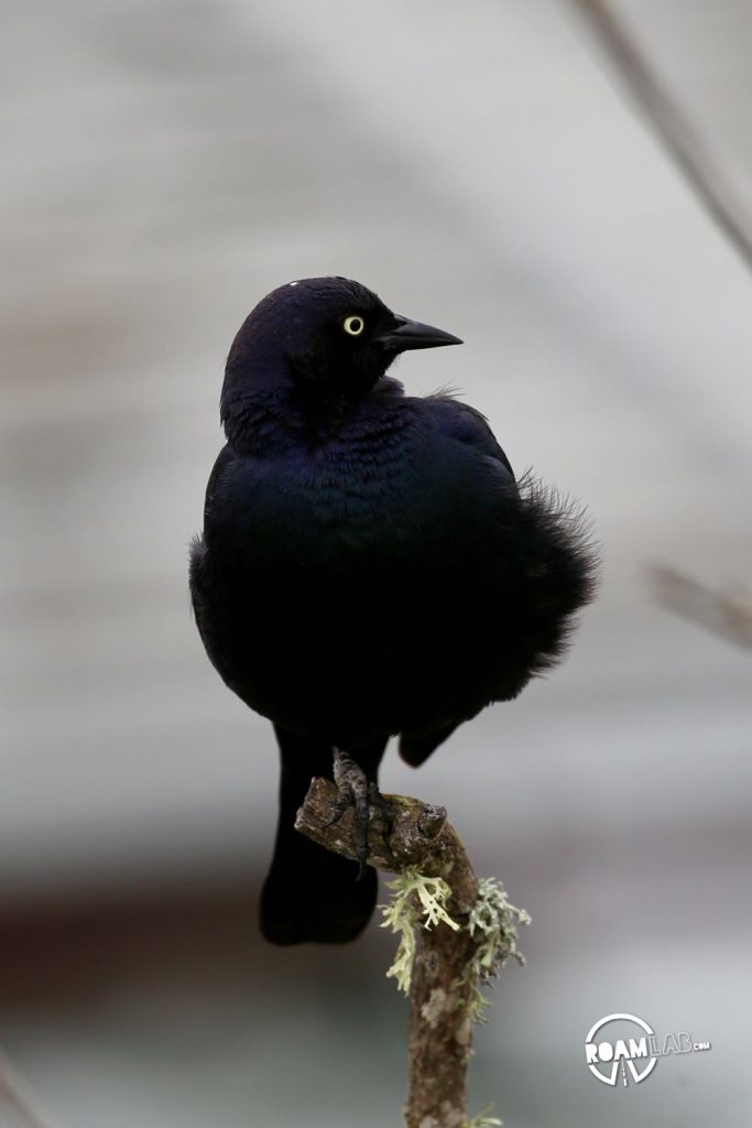 Brewer's Blackbird (Euphagus cyanocephalus) in Morro Bay, California