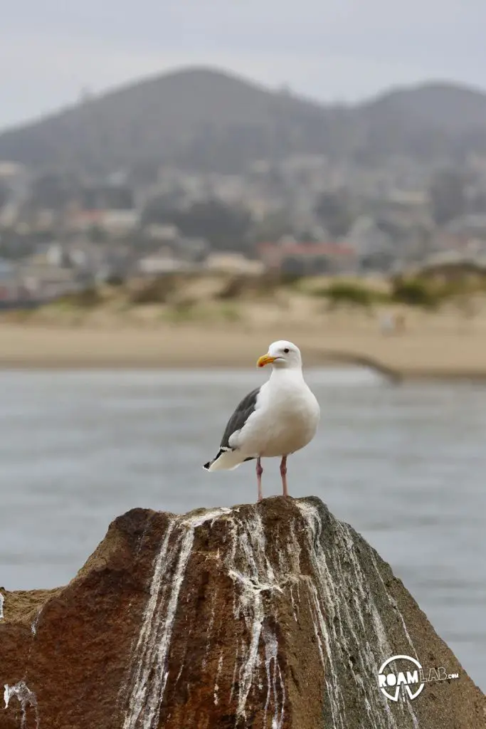 Gull on a rock in Morro Bay, California