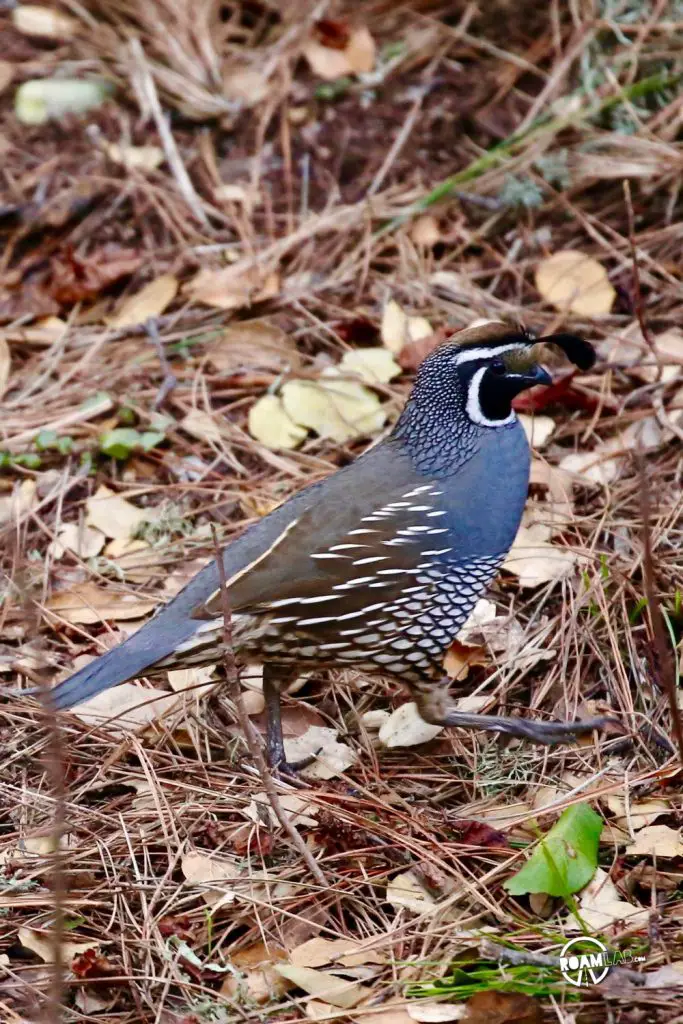 Quail at the campsite in Montaña de Oro State Park