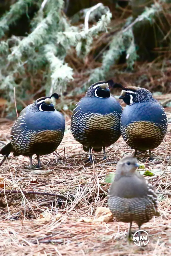 Quail at the campsite in Montaña de Oro State Park