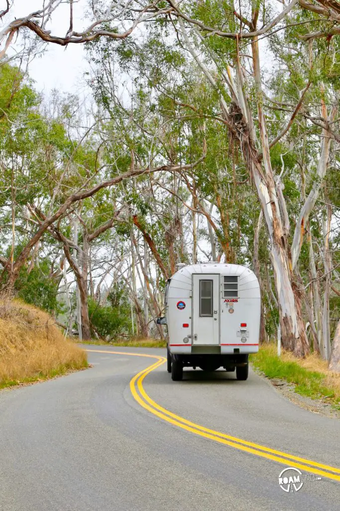 Driving through a eucalyptus forest in Montaña de Oro State Park