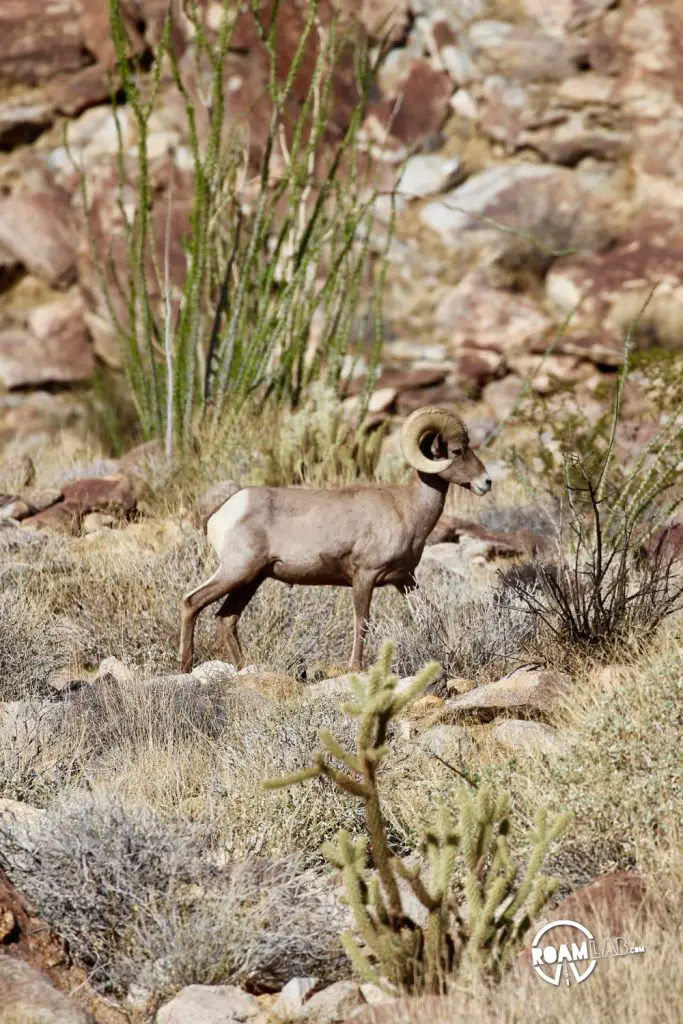 Ram vogueing along Borrego Palm Canyon Trail in Anza-Borrego Desert State Park