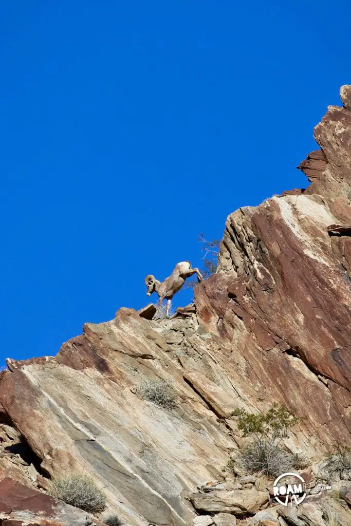 Big Horn Sheep in it's natural environment: the cliffs and peaks along Borrego Palm Canyon Trail in Anza-Borrego Desert State Park