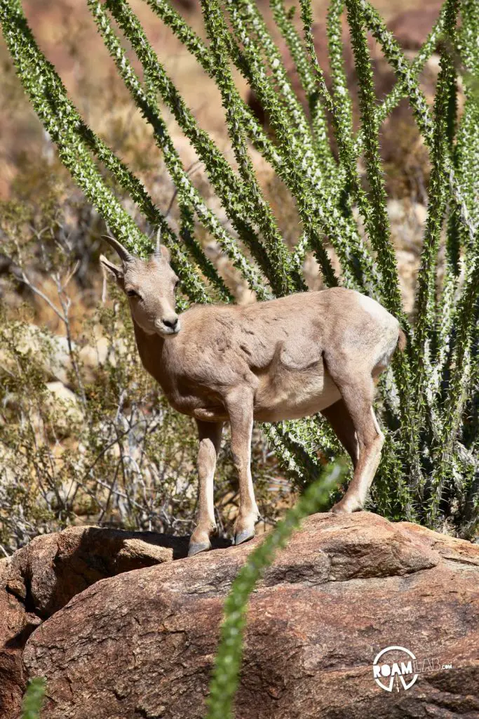 Young Big Horn Sheep along Borrego Palm Canyon Trail in Anza-Borrego Desert State Park