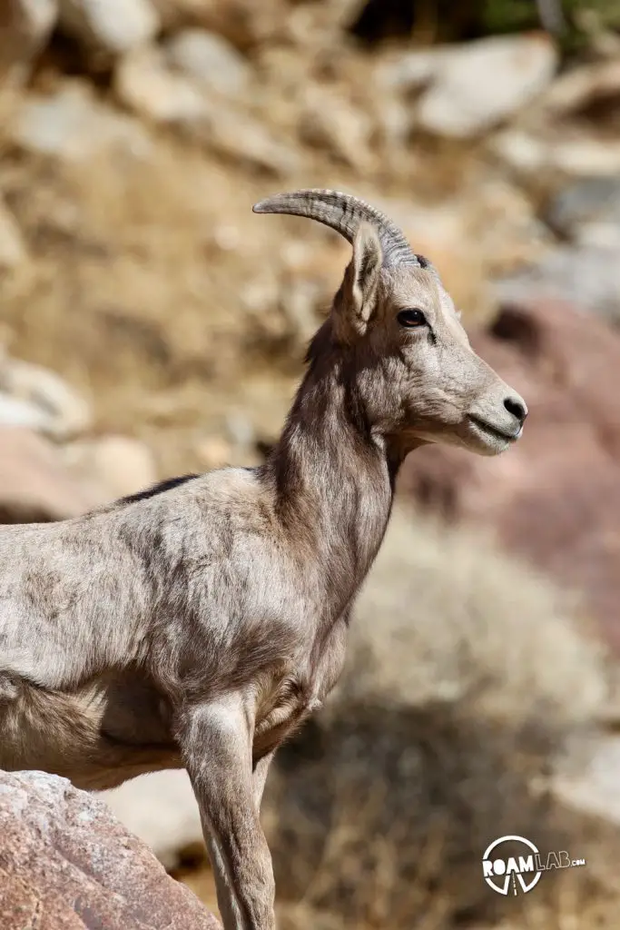 Portrait of a Big Horn Sheep along Borrego Palm Canyon Trail in Anza-Borrego Desert State Park