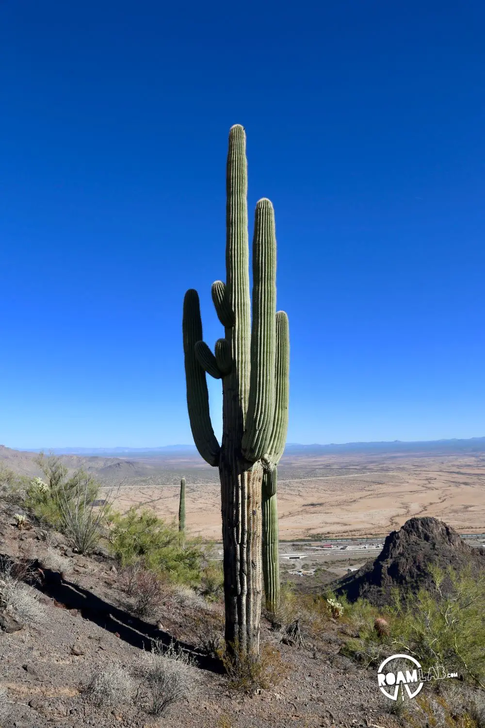 Saguaro dwarfing the landscape of Picacho Peak State Park, Arizona