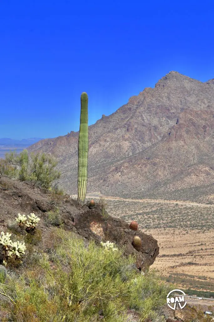 A cliffside garden along the trail of Picacho Peak State Park, Arizona