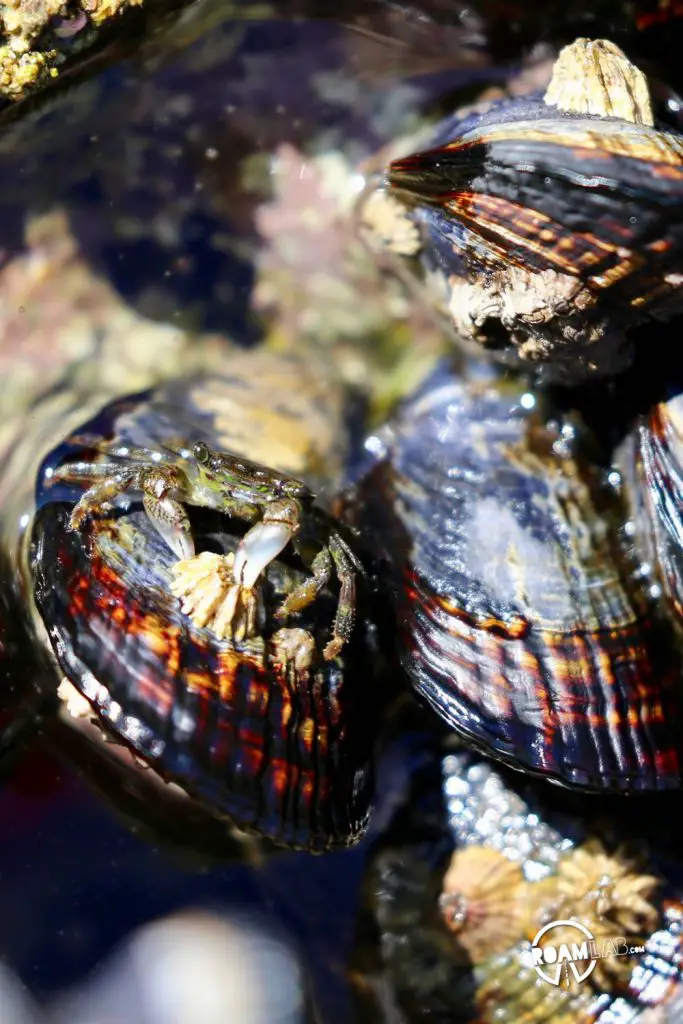 Tidepools, sea anemone, and sunsets around Kirk Creek Campground - Big Sur, California