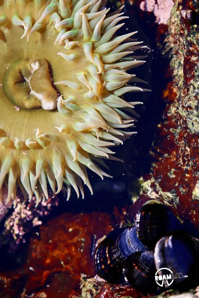 Tidepools, sea anemone, and sunsets around Kirk Creek Campground - Big Sur, California