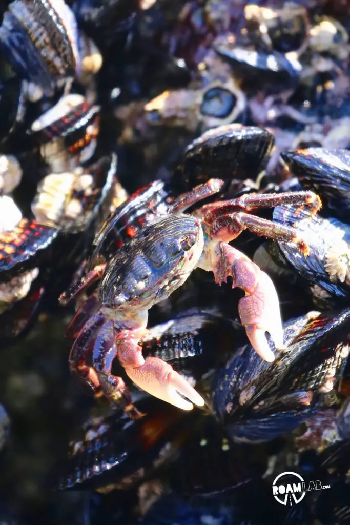 Tidepools, sea anemone, and sunsets around Kirk Creek Campground - Big Sur, California