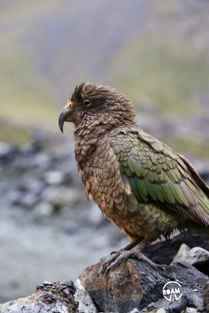 Discovering disappearing waterfalls, fur seals, black choral, alpine parrots, and mirror lakes, while hiking Milford Sound, New Zealand.