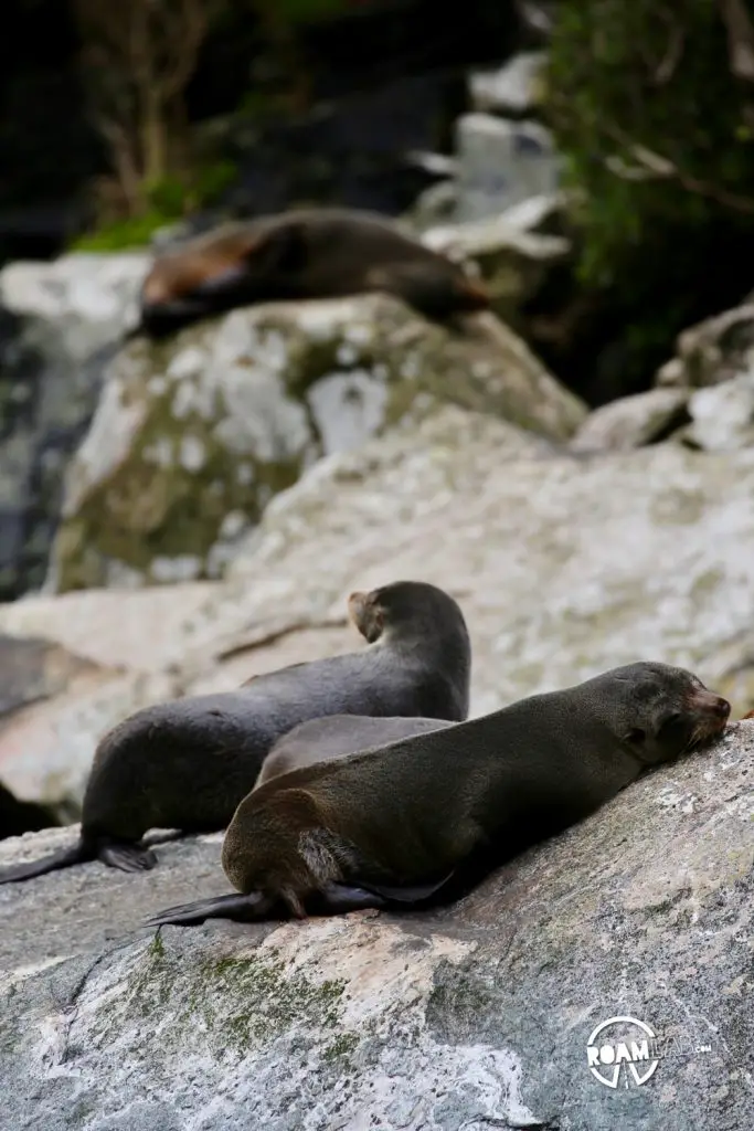 Discovering disappearing waterfalls, fur seals, black choral, alpine parrots, and mirror lakes, while hiking Milford Sound, New Zealand.
