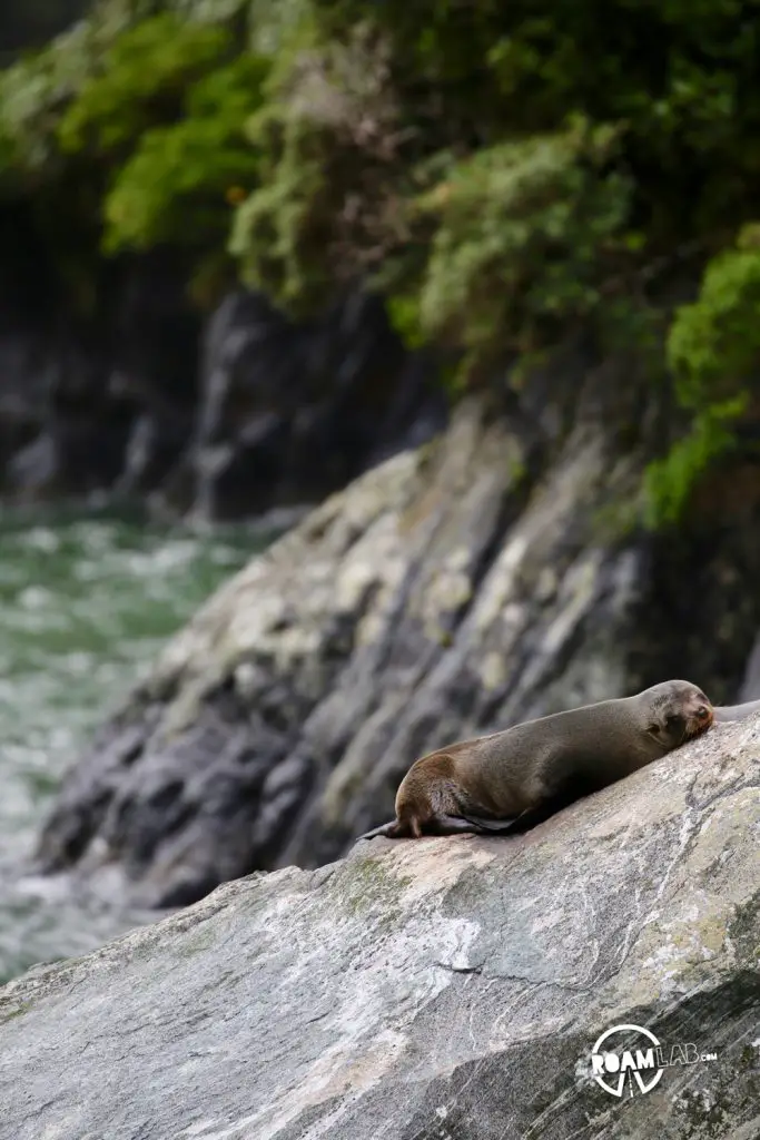 Discovering disappearing waterfalls, fur seals, black choral, alpine parrots, and mirror lakes, while hiking Milford Sound, New Zealand.