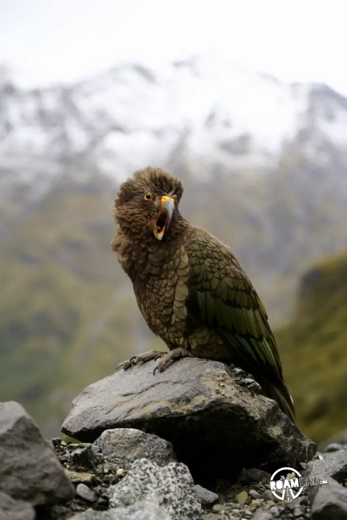 Discovering disappearing waterfalls, fur seals, black choral, alpine parrots, and mirror lakes, while hiking Milford Sound, New Zealand.