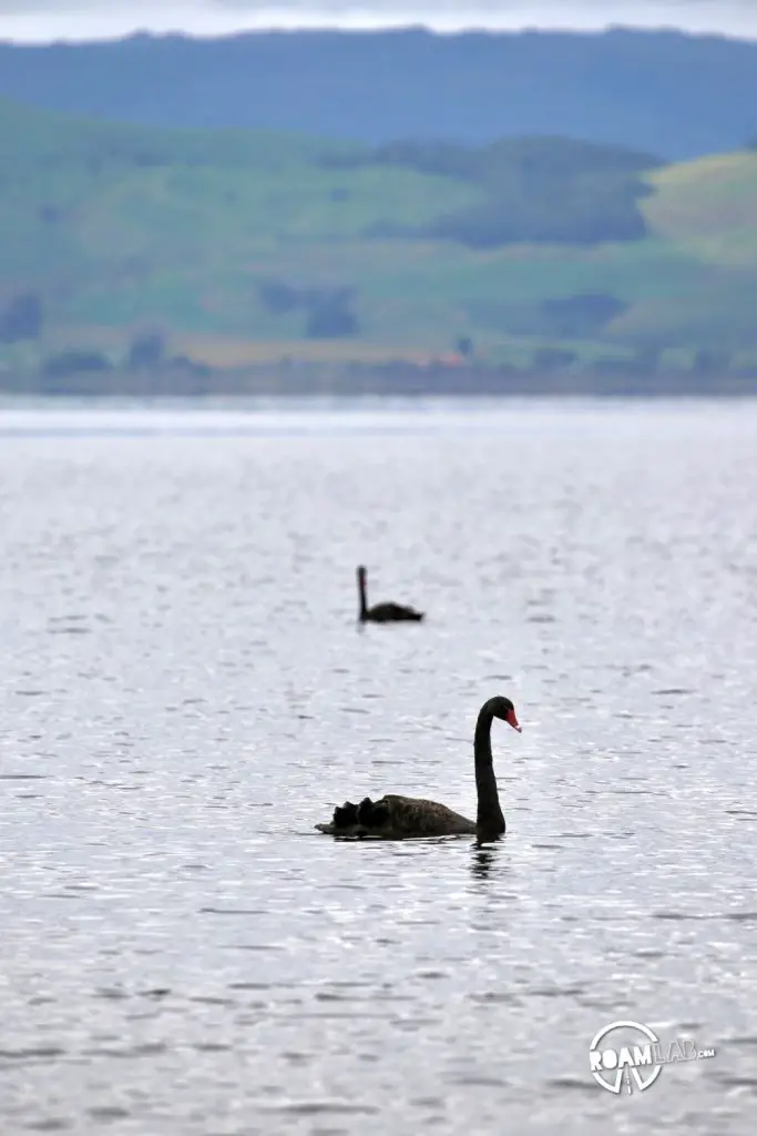 After a sleepless flight, we arrive in New Zealand to picnic along the ‎⁨Ngongotaha Lakefront Reserve, check into to Rotorua, and explore Waiotapu⁩.