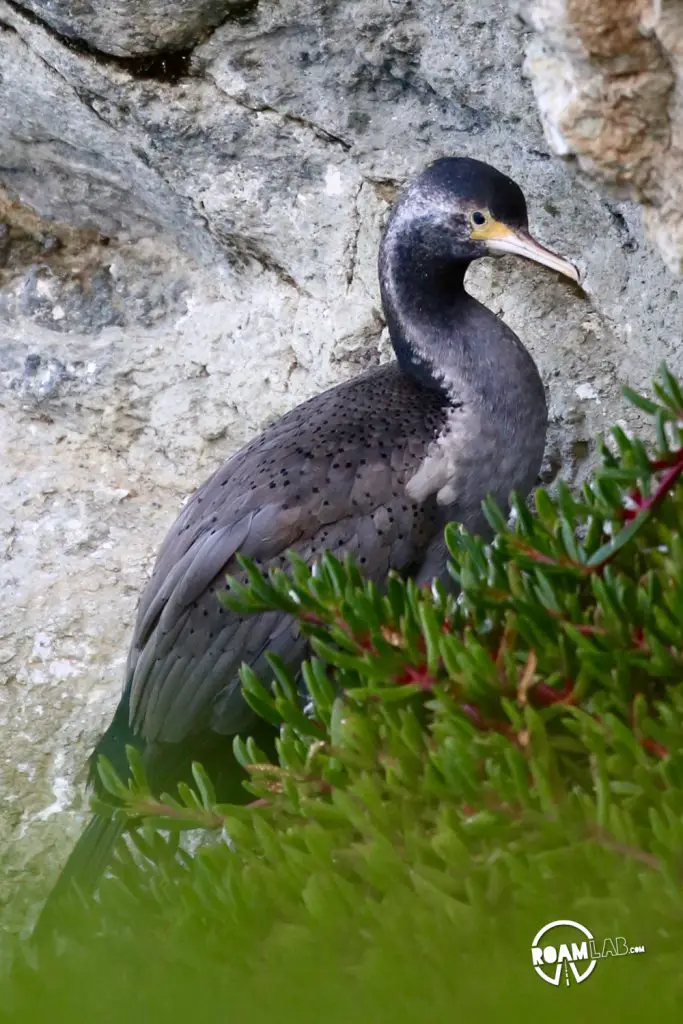 Wander a farmers market at the Dunedin railway station, explore Toitū Otago Settlers Museum, and spot blue penguins at the Royal Albatross Centre around Dunedin, New Zealand.