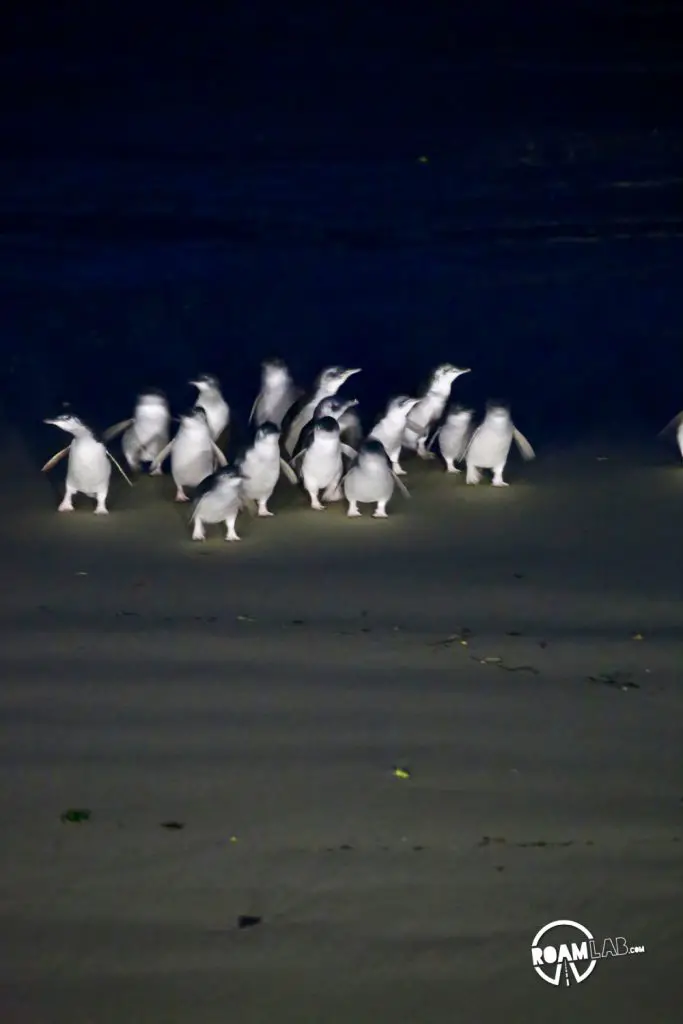 Wander a farmers market at the Dunedin railway station, explore Toitū Otago Settlers Museum, and spot blue penguins at the Royal Albatross Centre around Dunedin, New Zealand.