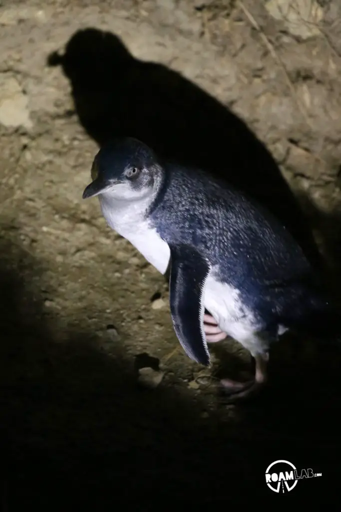 Wander a farmers market at the Dunedin railway station, explore Toitū Otago Settlers Museum, and spot blue penguins at the Royal Albatross Centre around Dunedin, New Zealand.
