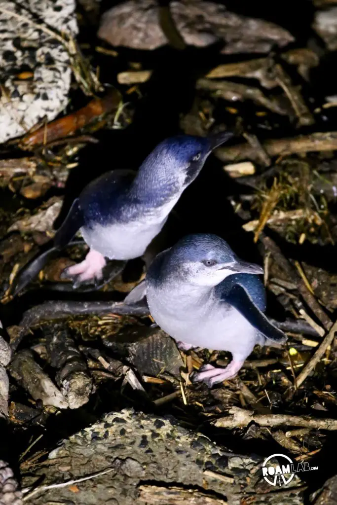 Wander a farmers market at the Dunedin railway station, explore Toitū Otago Settlers Museum, and spot blue penguins at the Royal Albatross Centre around Dunedin, New Zealand.